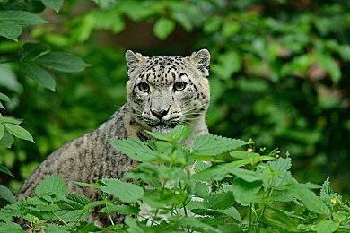 《GTA：三部曲》Swtich实体版还需额外下载