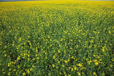 赛博黄金“黑暗之魂”系列5折促销 魂三134元